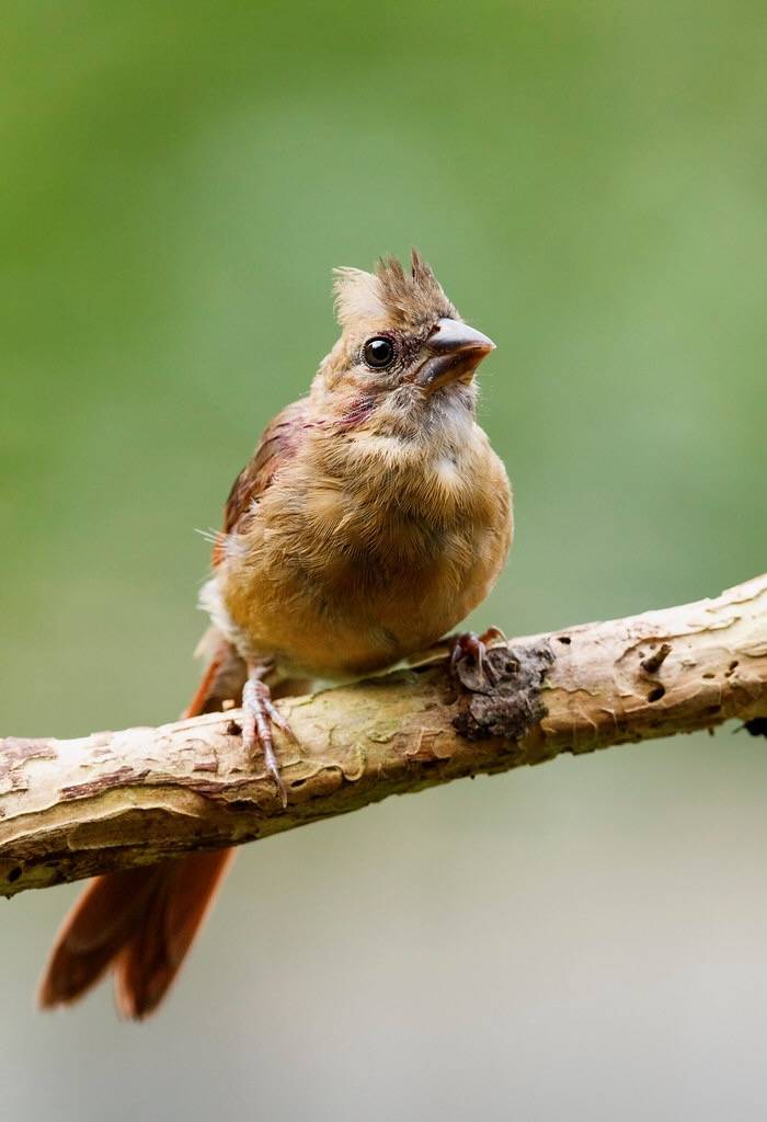 Juvenile Northern Cardinal by N. Lewis/ShenandoahNPS is marked with Public Domain Mark 1.0.